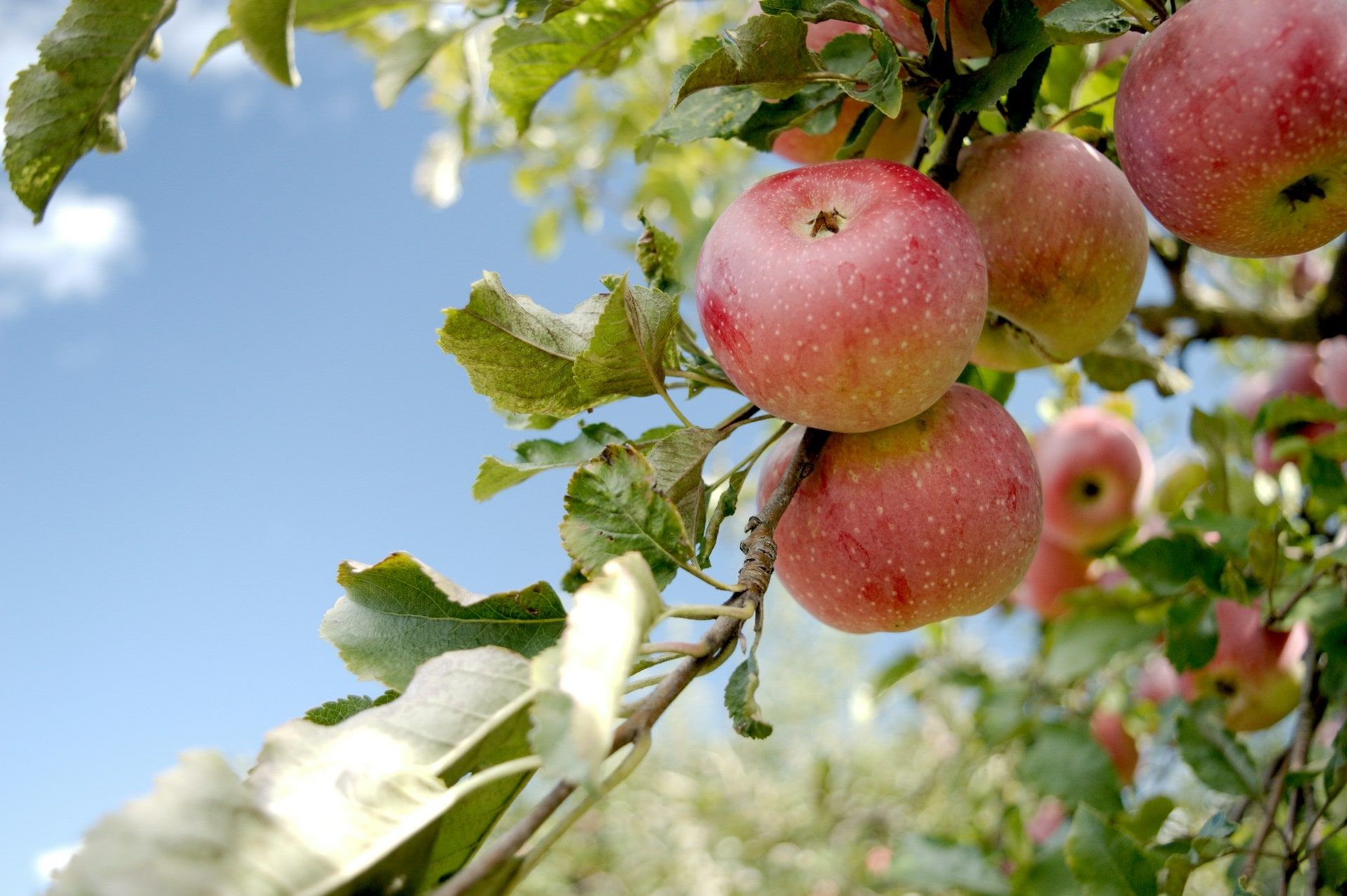 Nieuwe fruitbomen geplant door bewoners